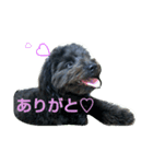 ポメプーぽっぷ（個別スタンプ：5）