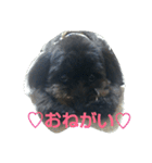 ポメプーぽっぷ（個別スタンプ：6）