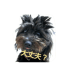 ポメプーぽっぷ（個別スタンプ：8）