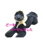 ポメプーぽっぷ（個別スタンプ：10）