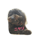 ポメプーぽっぷ（個別スタンプ：11）