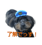 ポメプーぽっぷ（個別スタンプ：16）