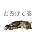 ヴィヴィ猫ちゃん（個別スタンプ：1）