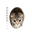 ヴィヴィ猫ちゃん（個別スタンプ：2）
