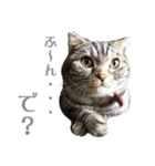 ヴィヴィ猫ちゃん（個別スタンプ：4）