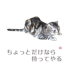ヴィヴィ猫ちゃん（個別スタンプ：5）