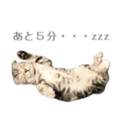 ヴィヴィ猫ちゃん（個別スタンプ：6）