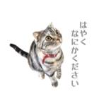 ヴィヴィ猫ちゃん（個別スタンプ：7）