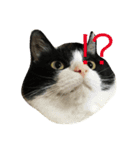 ねこモモ（個別スタンプ：1）