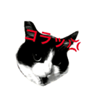 ねこモモ（個別スタンプ：2）