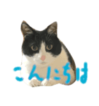 ねこモモ（個別スタンプ：3）