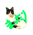 ねこモモ（個別スタンプ：4）