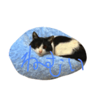 ねこモモ（個別スタンプ：6）