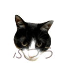 ねこモモ（個別スタンプ：7）