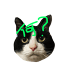 ねこモモ（個別スタンプ：8）