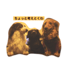 ココチャイラテの日常☆2（個別スタンプ：10）