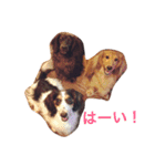 ココチャイラテの日常☆2（個別スタンプ：15）