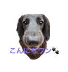 ココチャイラテの日常☆2（個別スタンプ：16）