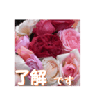 薔薇の花♡RPdR・挨拶メッセージ（個別スタンプ：1）