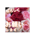 薔薇の花♡RPdR・挨拶メッセージ（個別スタンプ：2）