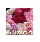 薔薇の花♡RPdR・挨拶メッセージ（個別スタンプ：3）