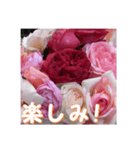 薔薇の花♡RPdR・挨拶メッセージ（個別スタンプ：7）