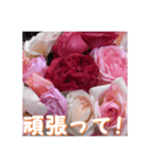 薔薇の花♡RPdR・挨拶メッセージ（個別スタンプ：11）