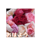 薔薇の花♡RPdR・挨拶メッセージ（個別スタンプ：13）