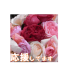 薔薇の花♡RPdR・挨拶メッセージ（個別スタンプ：14）