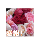 薔薇の花♡RPdR・挨拶メッセージ（個別スタンプ：15）