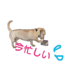 HAPPY DAY ！（個別スタンプ：10）