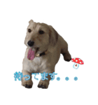 HAPPY DAY ！（個別スタンプ：16）
