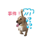 HAPPY DAY ！（個別スタンプ：20）