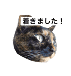 レイアさんのスタンプその3（個別スタンプ：3）