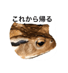 レイアさんのスタンプその3（個別スタンプ：12）