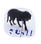 黒ラブ(ブサイク)（個別スタンプ：4）