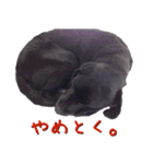 黒ラブ(ブサイク)（個別スタンプ：6）