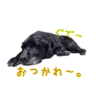 黒ラブ(ブサイク)（個別スタンプ：8）