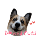 眉毛コーギーもなか2（個別スタンプ：4）