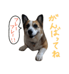 眉毛コーギーもなか2（個別スタンプ：5）