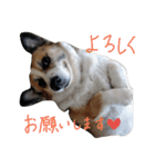 眉毛コーギーもなか2（個別スタンプ：15）