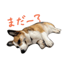 眉毛コーギーもなか2（個別スタンプ：23）