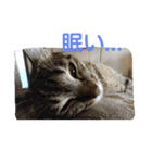 猫の最中さん（個別スタンプ：4）
