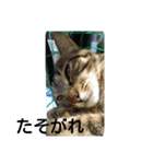 猫の最中さん（個別スタンプ：7）