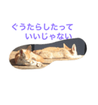 夏の動物園（個別スタンプ：5）