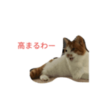 りくスタンプ第二弾（個別スタンプ：2）