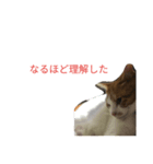 りくスタンプ第二弾（個別スタンプ：5）