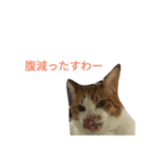 りくスタンプ第二弾（個別スタンプ：6）