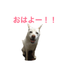 WHITE DOG HANA（個別スタンプ：1）