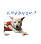 WHITE DOG HANA（個別スタンプ：2）